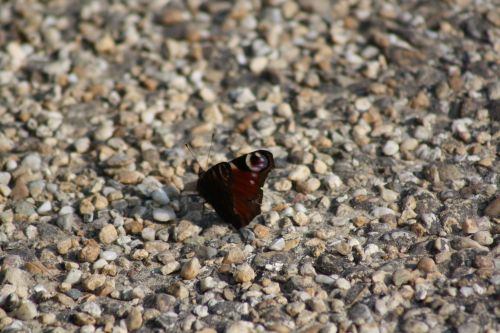 Di che farfalla si tratta?  Aglais io